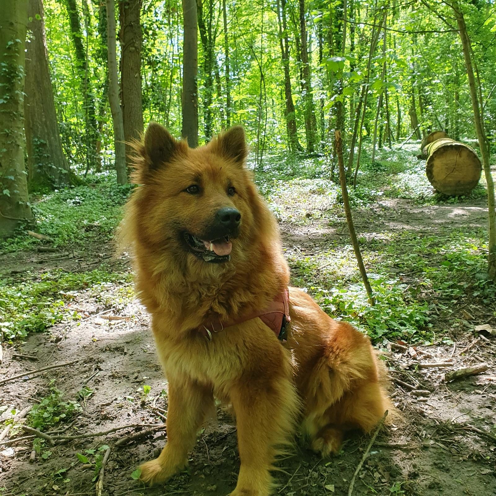 La photo d'une chienne dans une forêt